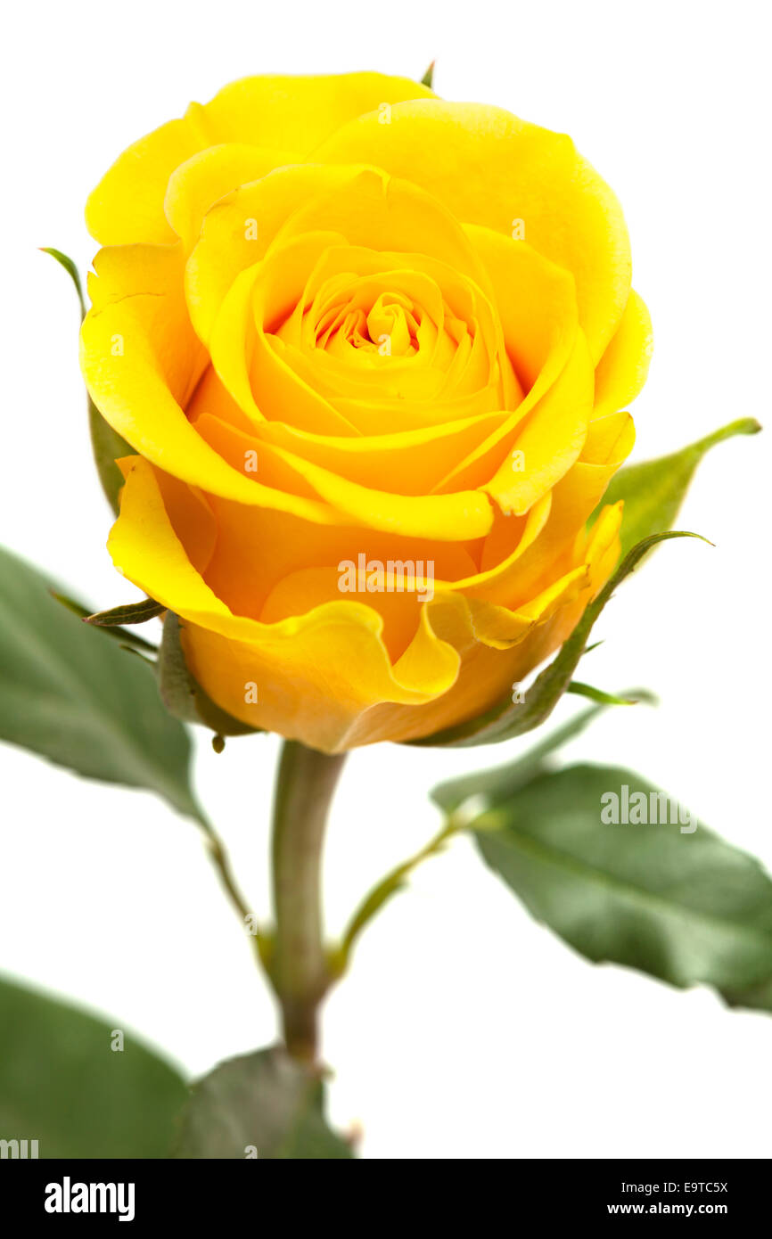 single yellow rose flower isolated on white Stock Photo Alamy
