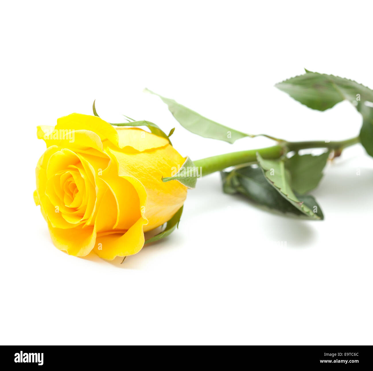 single yellow rose flower isolated on white Stock Photo Alamy