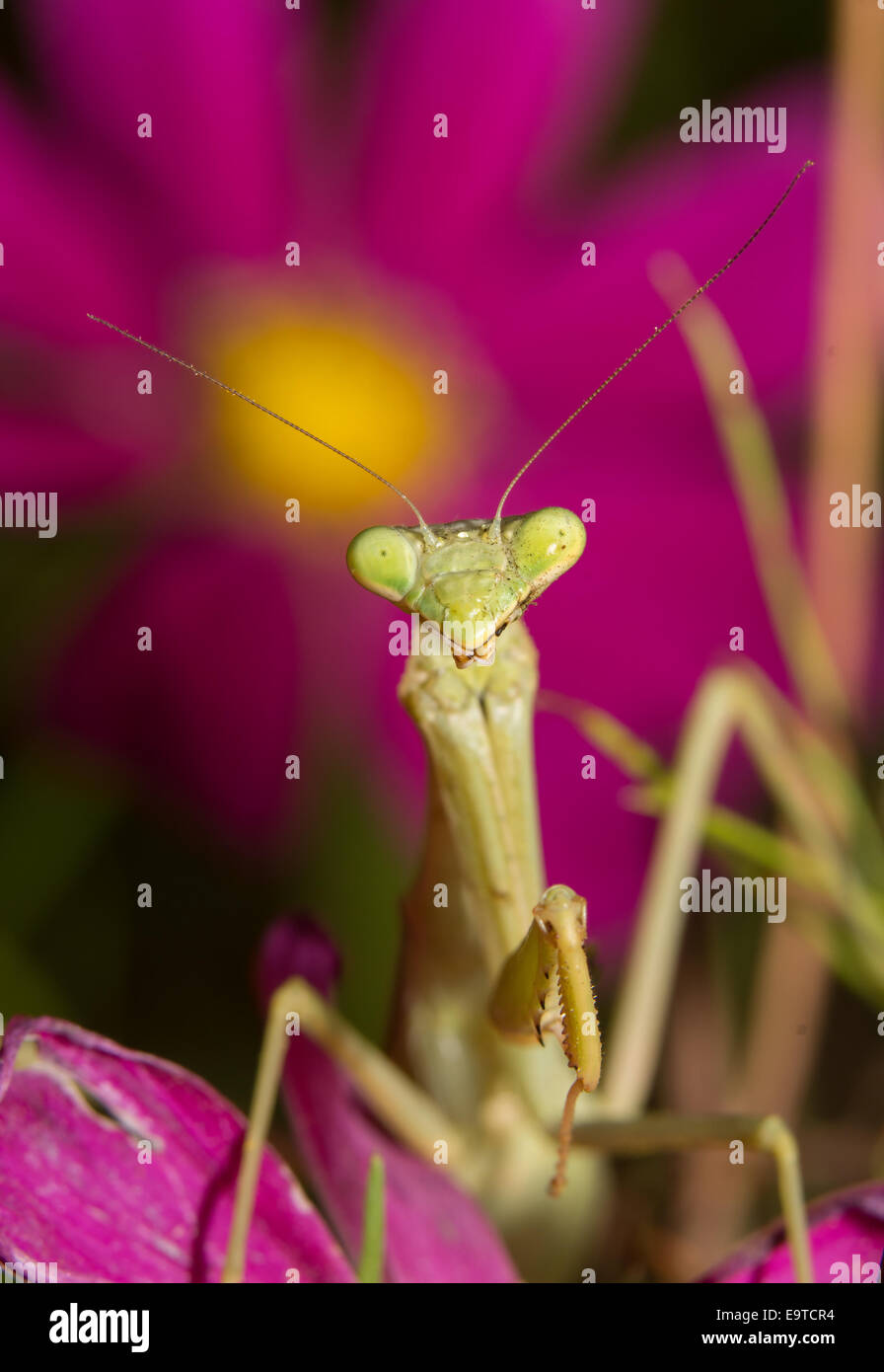 Praying Mantis waiting for prey, with a bright flower on background Stock Photo