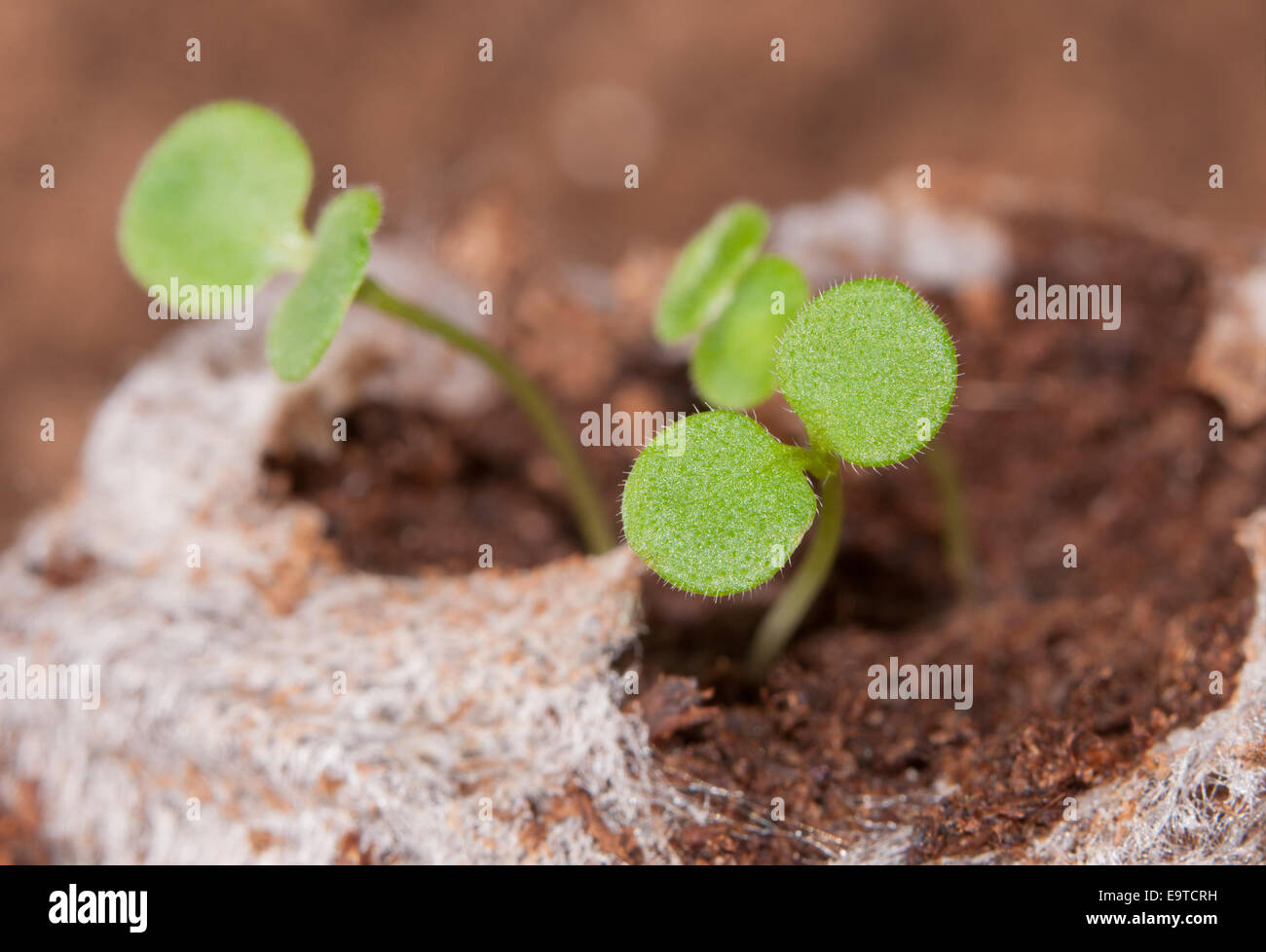 Seedlings growing in a peat moss pellet in spring Stock Photo