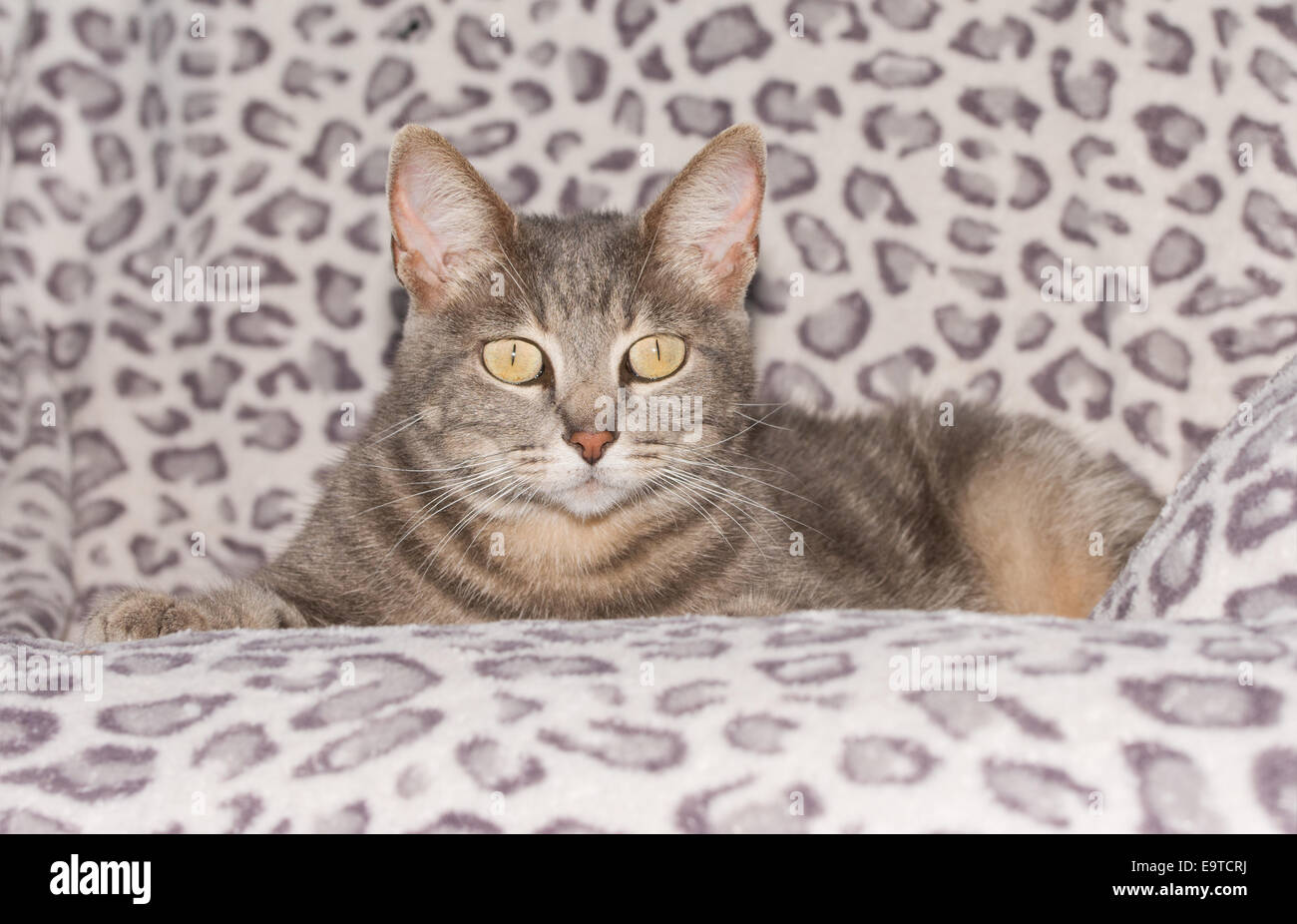 Cute blue tabby cat on a chair, looking at the viewer Stock Photo