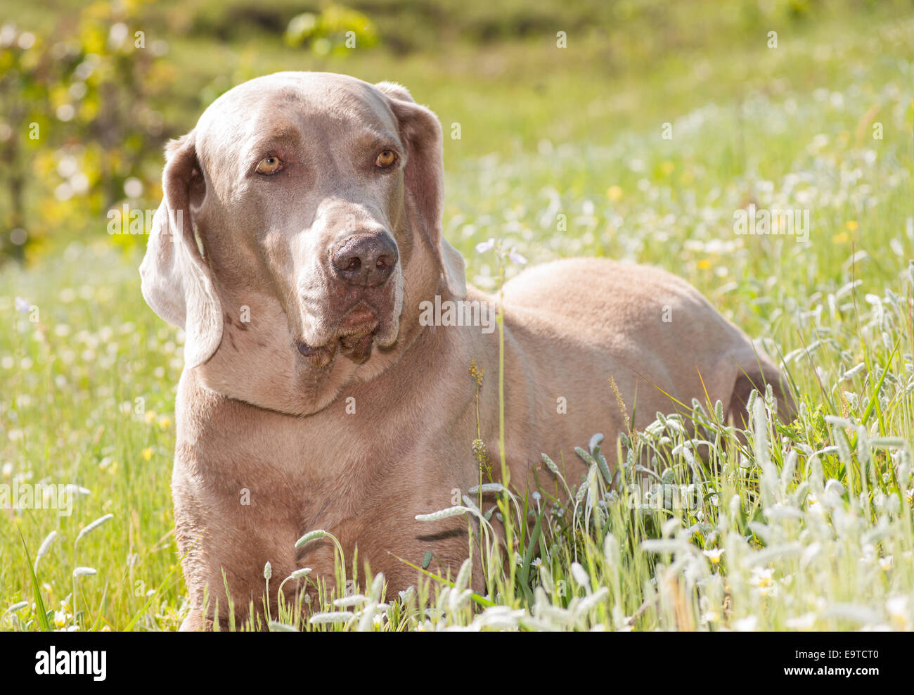 Weimaraner dog resting in grass in spring Stock Photo