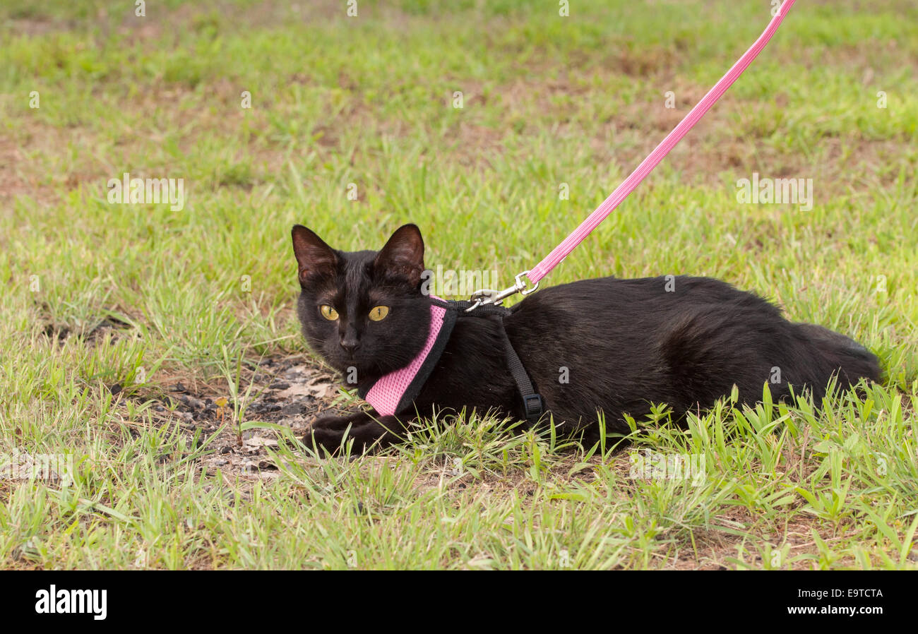 Cute black cat wearing a pink harness on her outdoors adventure Stock Photo