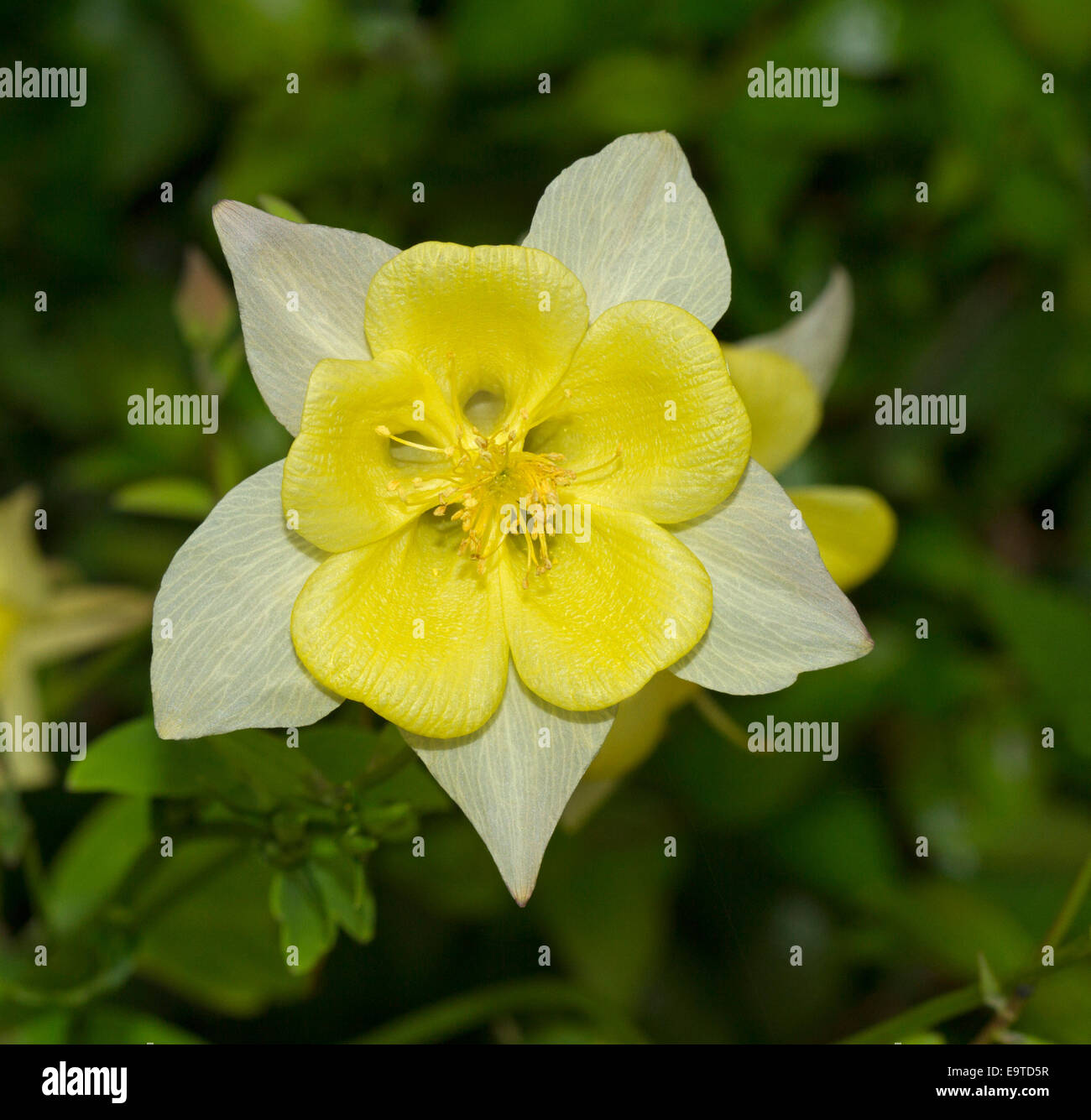 Spectacular Aquilegia / Columbine flower with lemon yellow outer petals & bright yellow inner ones against dark green background Stock Photo