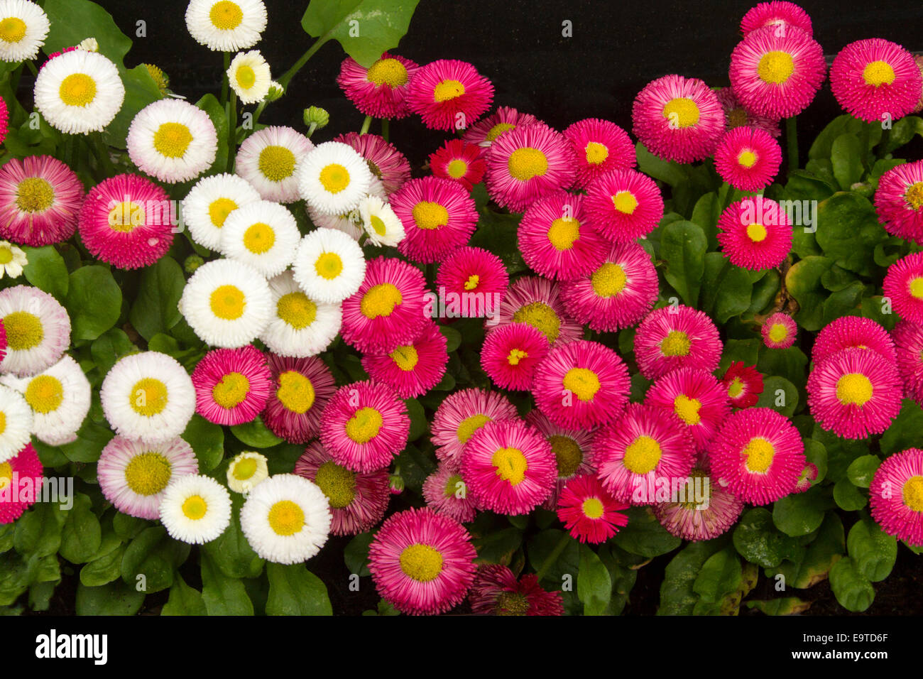 Spectacular cluster of bright red daisies with yellow centres - Bellis perennis Tasso series -  beside white ones on background of emerald foliage Stock Photo