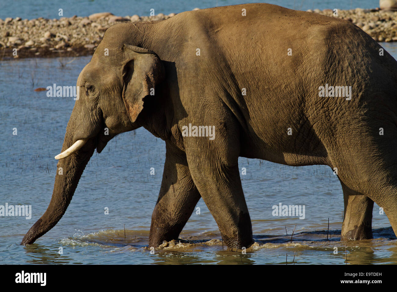 Indian Elephant drinking from the river Ramganga, Corbett National Park ...