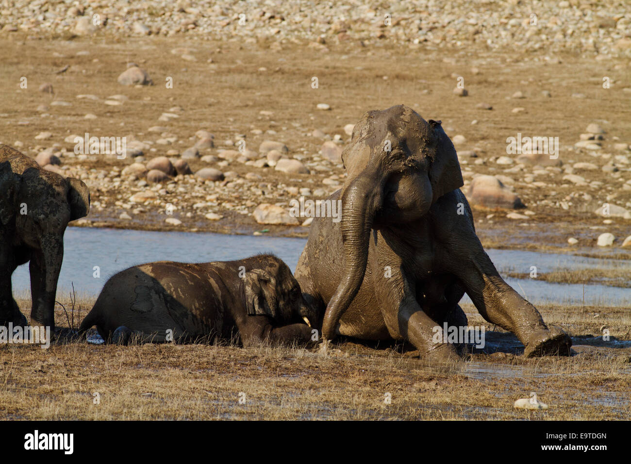 Elephant family wallowing in mud hi-res stock photography and images ...