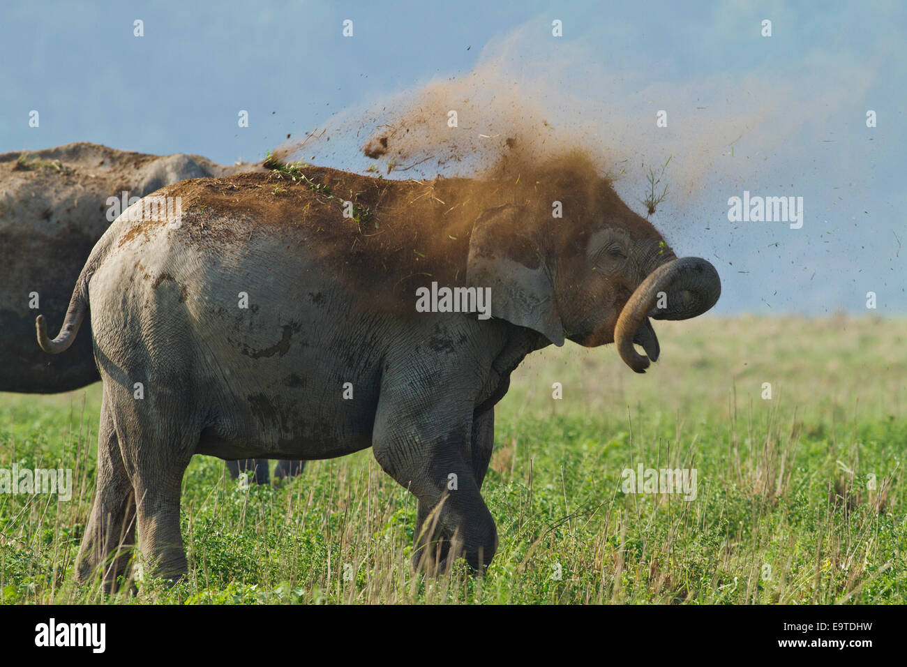 Indian Elephant taking dust bath Corbett National Park, India Stock
