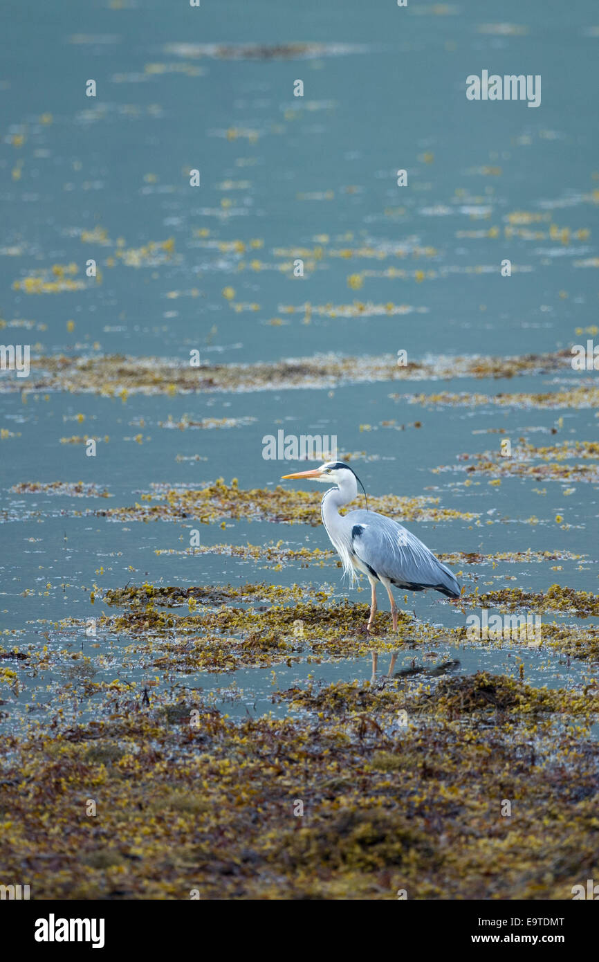 Large Grey Heron, Ardea cinerea, wading by shoreline of loch on the Isle of Mull in Inner Hebrides and Western Isles of SCOTLAND Stock Photo