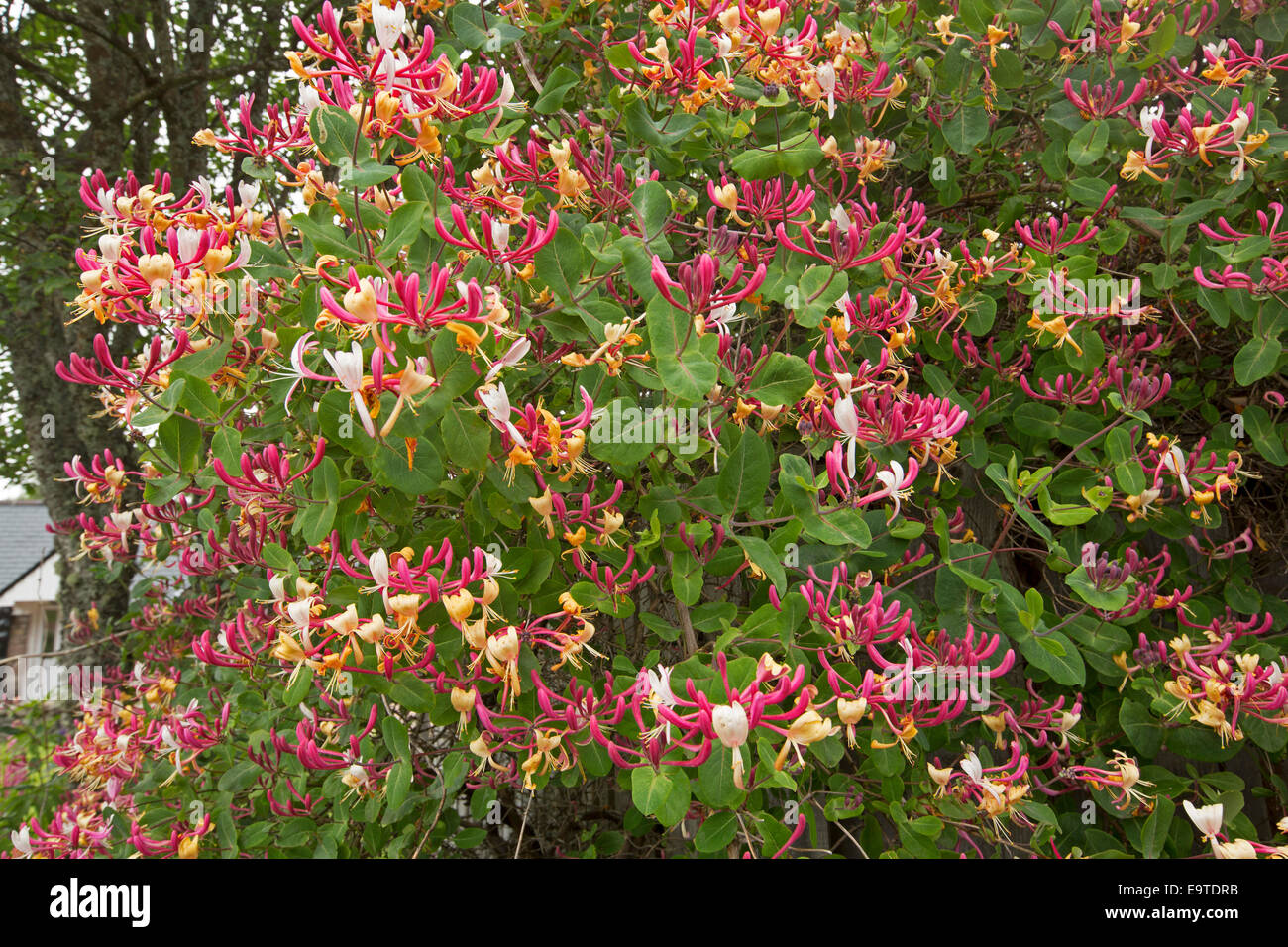 Cluster of beautiful red, yellow, and white honeysuckle flowers and emerald green foliage of Lonicera periclymenum Stock Photo
