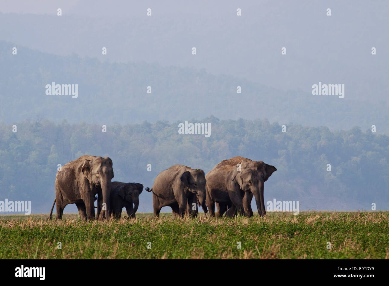 Indian Elephants on the move - Corbett National Park, India. Stock Photo