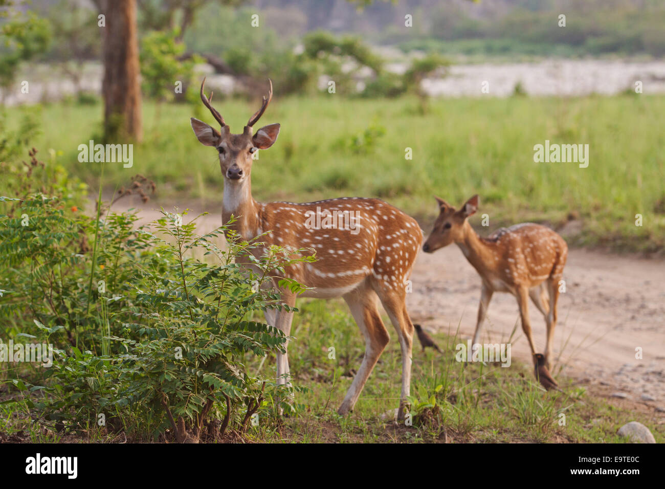 young one of deer