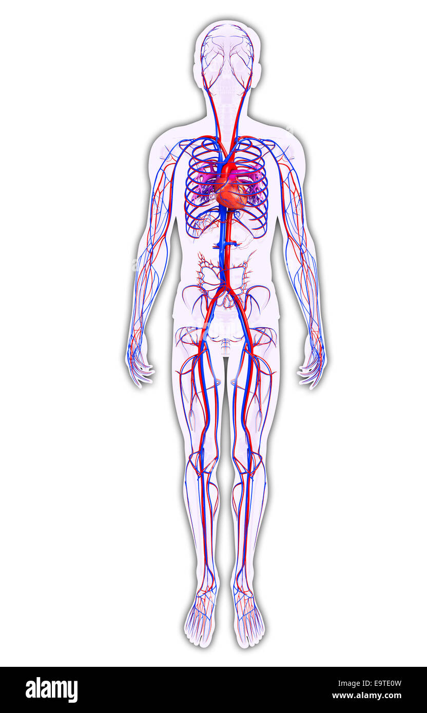 Illustration of Male circulatory system Stock Photo: 74911225 - Alamy