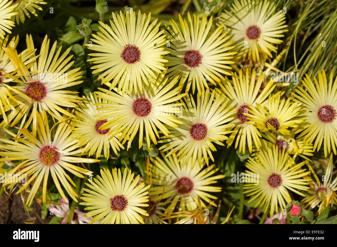 Close up of cluster of beautiful pale yellow flowers with red centres, Livingstone daisies - Cleretum bellidiforme. Stock Photo