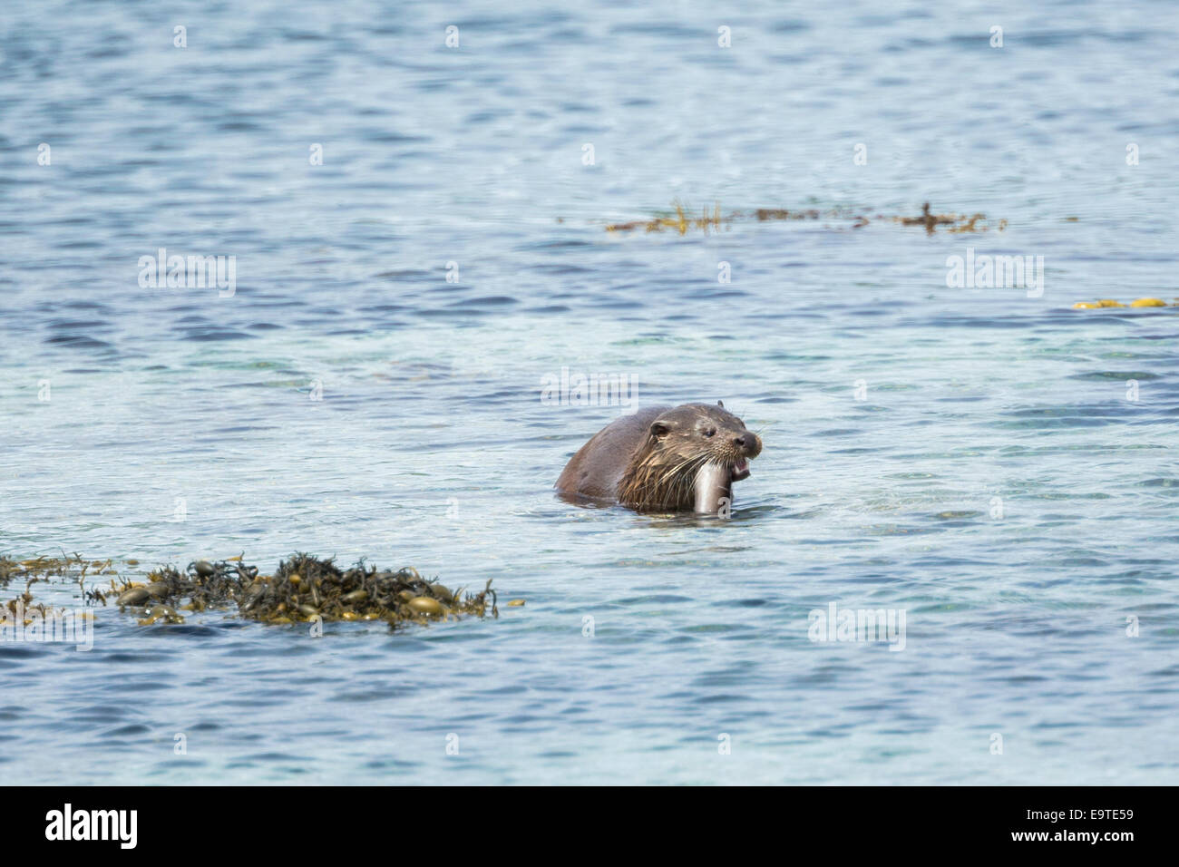 Sea Otter, Lutra lutra, carnivorous semi-aquatic mammal, feeding on conger eel at side of loch on Isle of Mull in the Inner Hebr Stock Photo