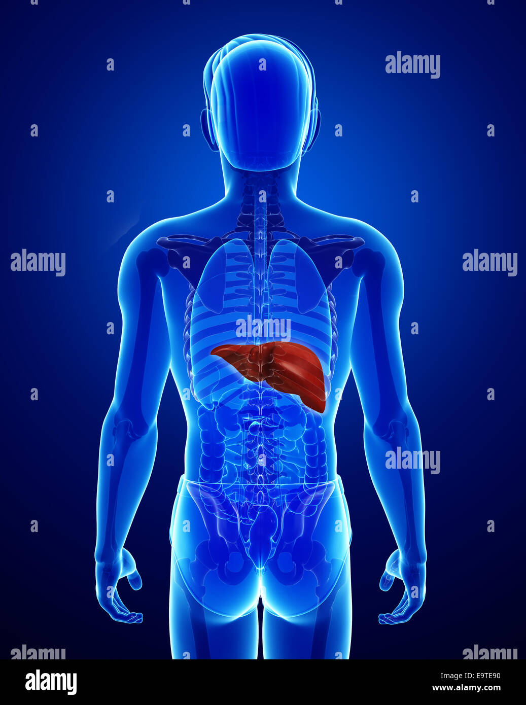 Illustration of male liver anatomy Stock Photo - Alamy