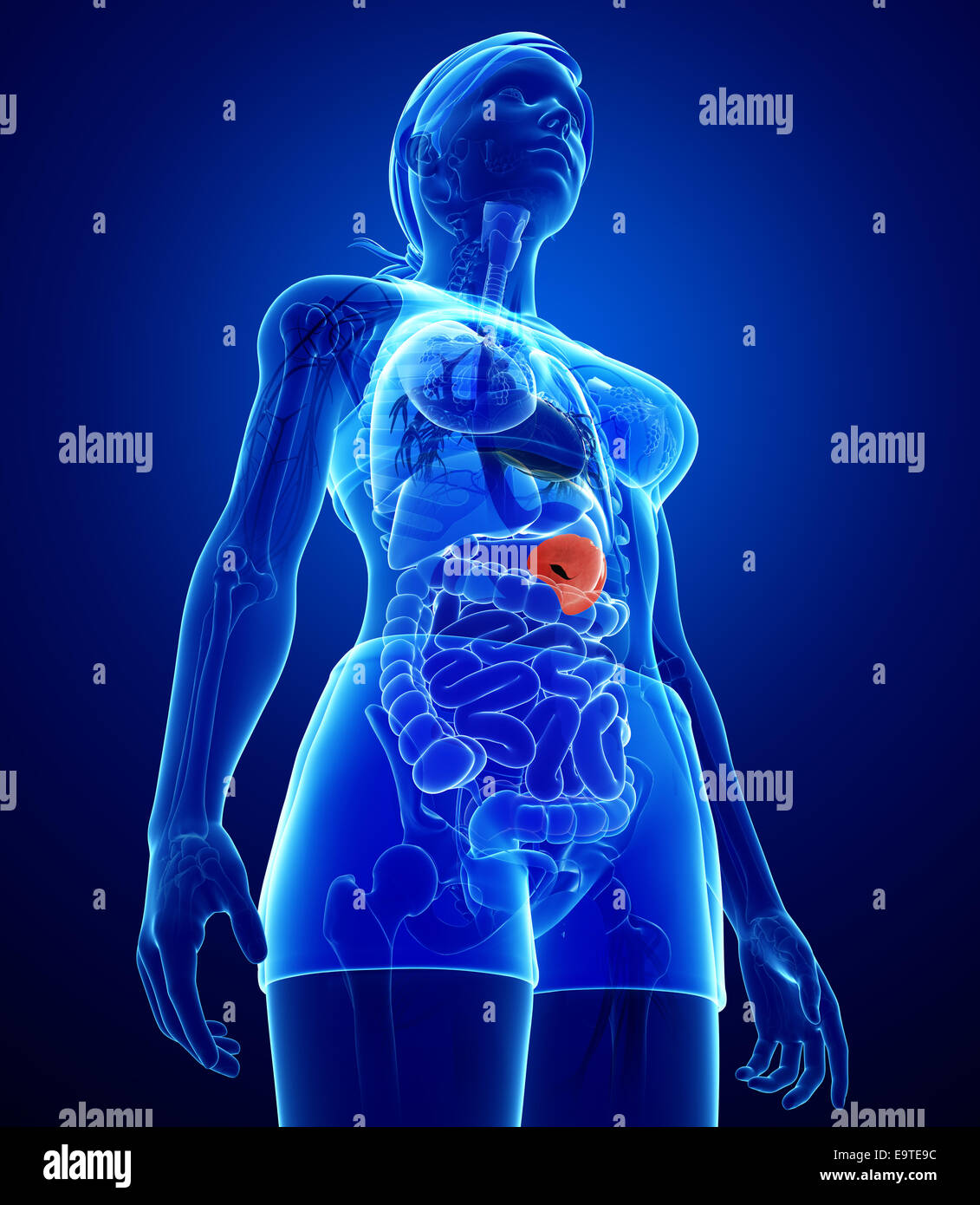 Illustration of Female spleen anatomy Stock Photo