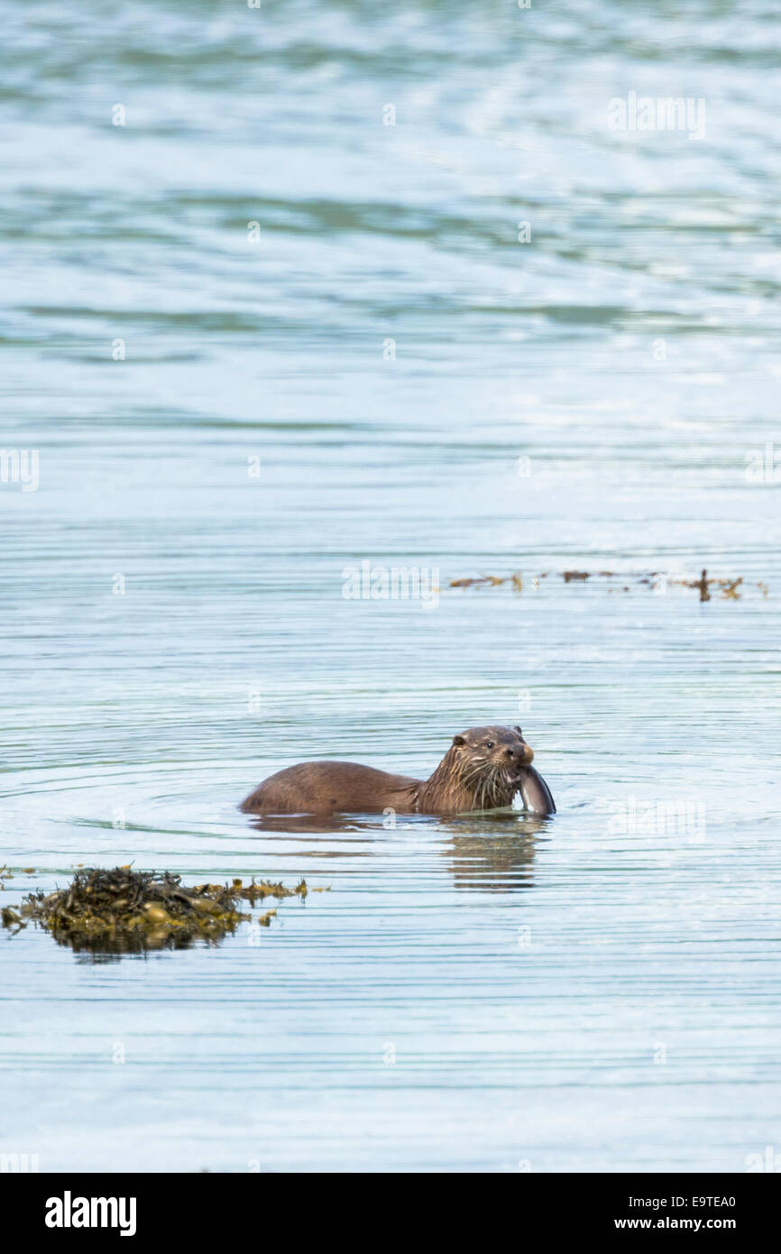Sea Otter, Lutra lutra, carnivorous semi-aquatic mammal, feeding on eel at side of loch on Isle of Mull in the Inner Hebrides an Stock Photo
