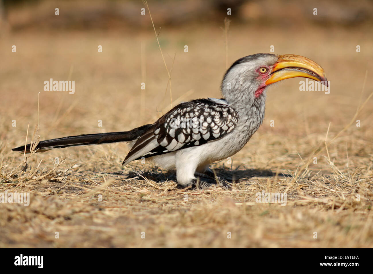 Yellow-billed hornbill (Tockus flavirostris) sitting on the ground, South Africa Stock Photo