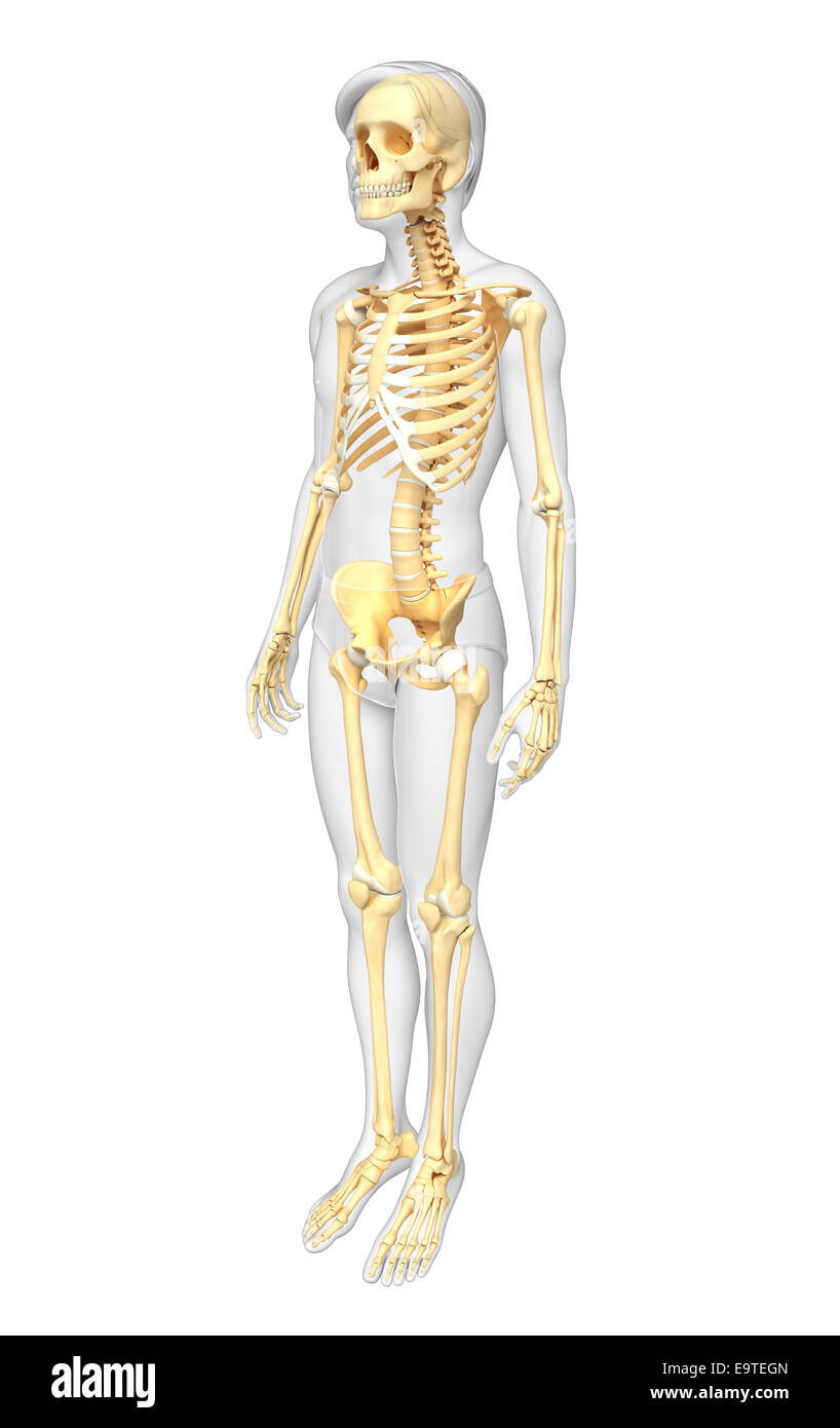 Illustration of human skeleton side view Stock Photo
