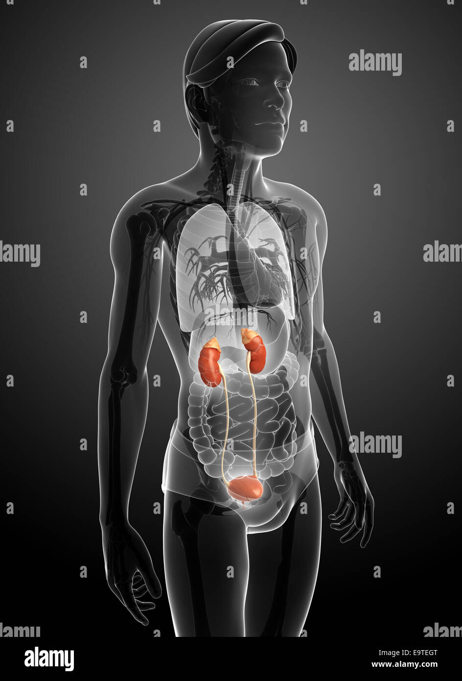 Illustration of Male urinary system Stock Photo - Alamy