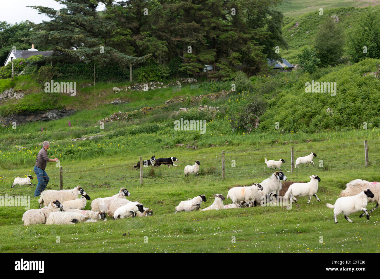 Farmer with working sheepdogs rounding up flock of sheep on Isle of Mull, the Inner Hebrides and Western Isles in West Coast of Stock Photo