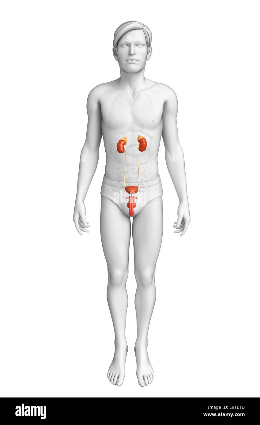 Illustration of Male urinary system Stock Photo - Alamy