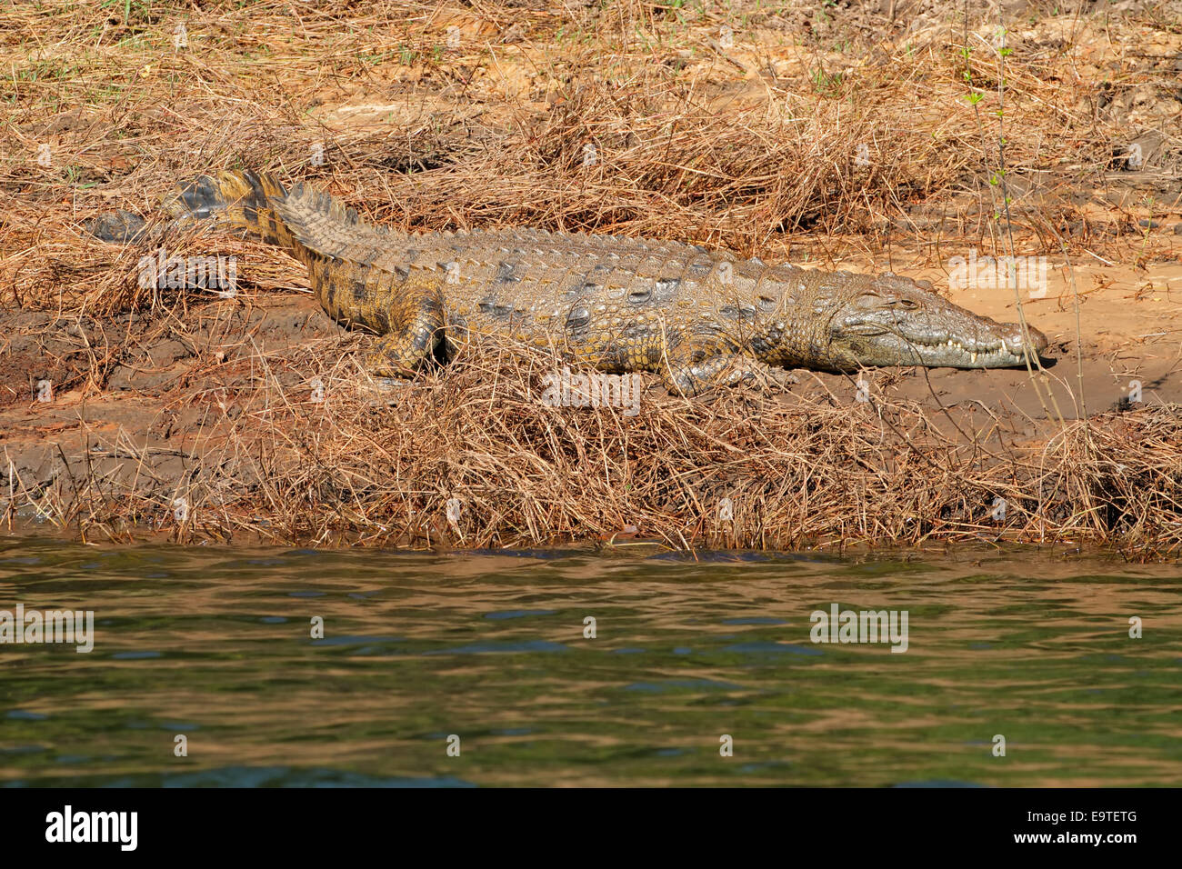 Nile crocodile (Crocodylus niloticus) basking on muddy river bank ...