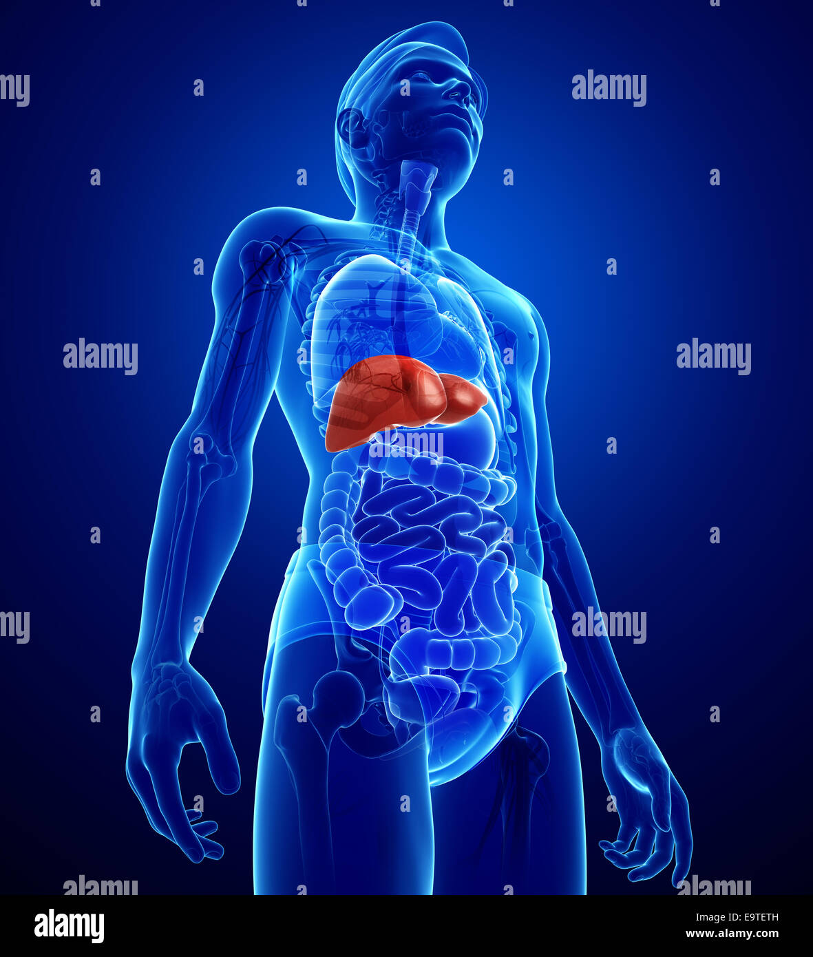 Illustration of male liver anatomy Stock Photo