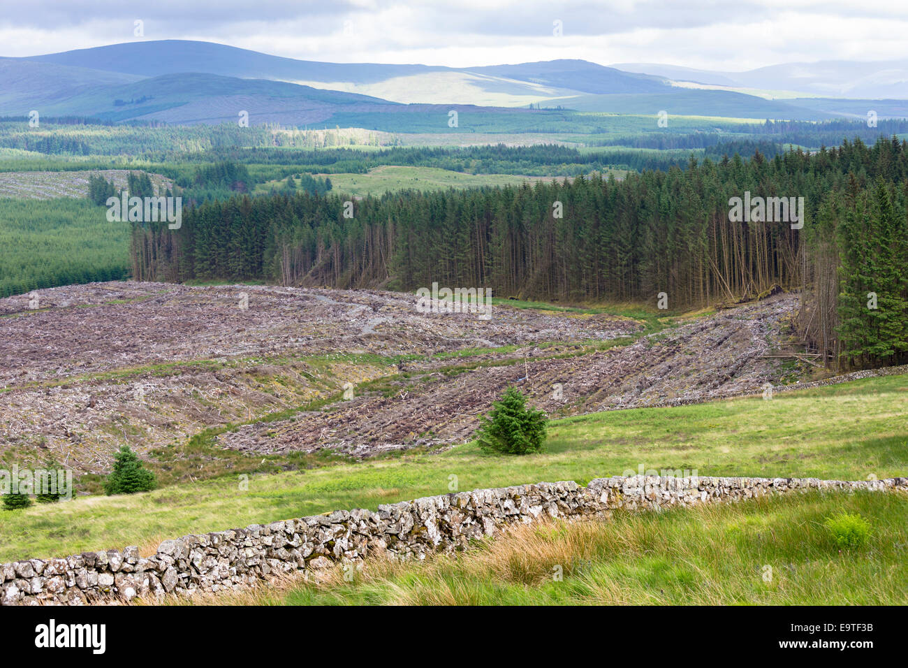 Razed forest of pine trees stripped for timber at Forestry Commission