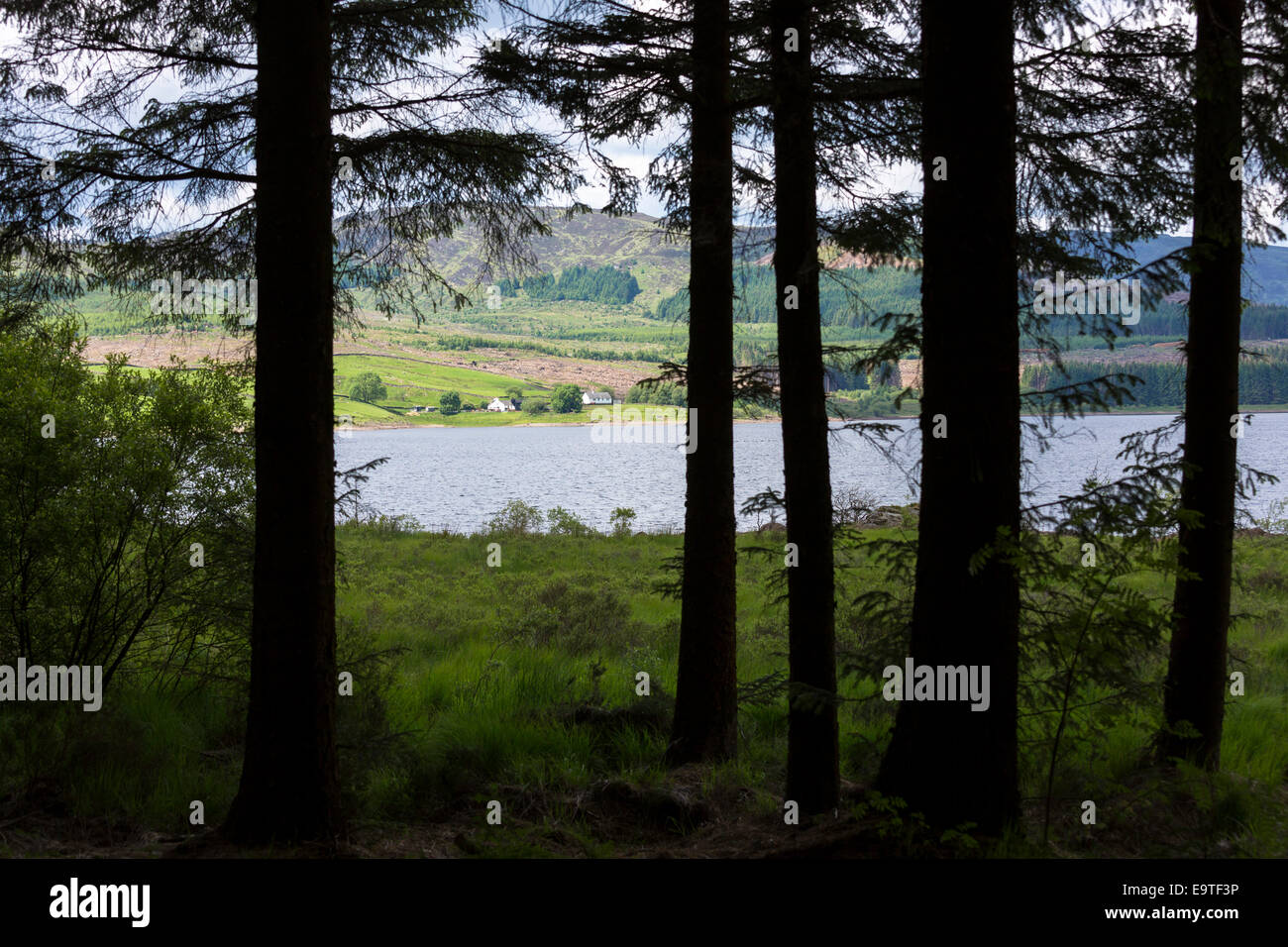 View through larch trees and across the loch to croft cottages in Argyllshire, Western SCOTLAND Stock Photo