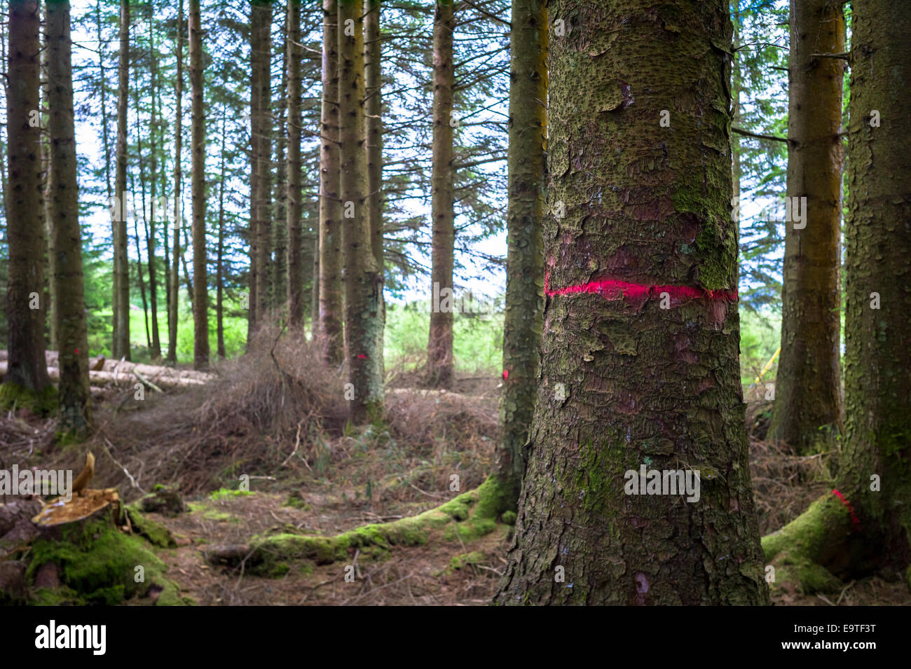Larch trees, Larix, in managed woodland at Galloway Forest Park marked with red mark to signal the disease Phytophthora ramorum Stock Photo