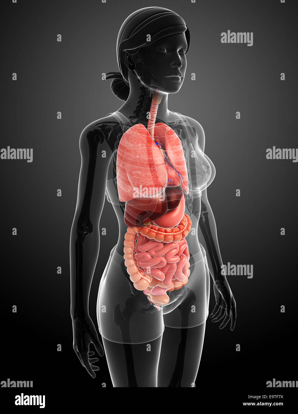 Female digestive system hires stock photography and images Alamy