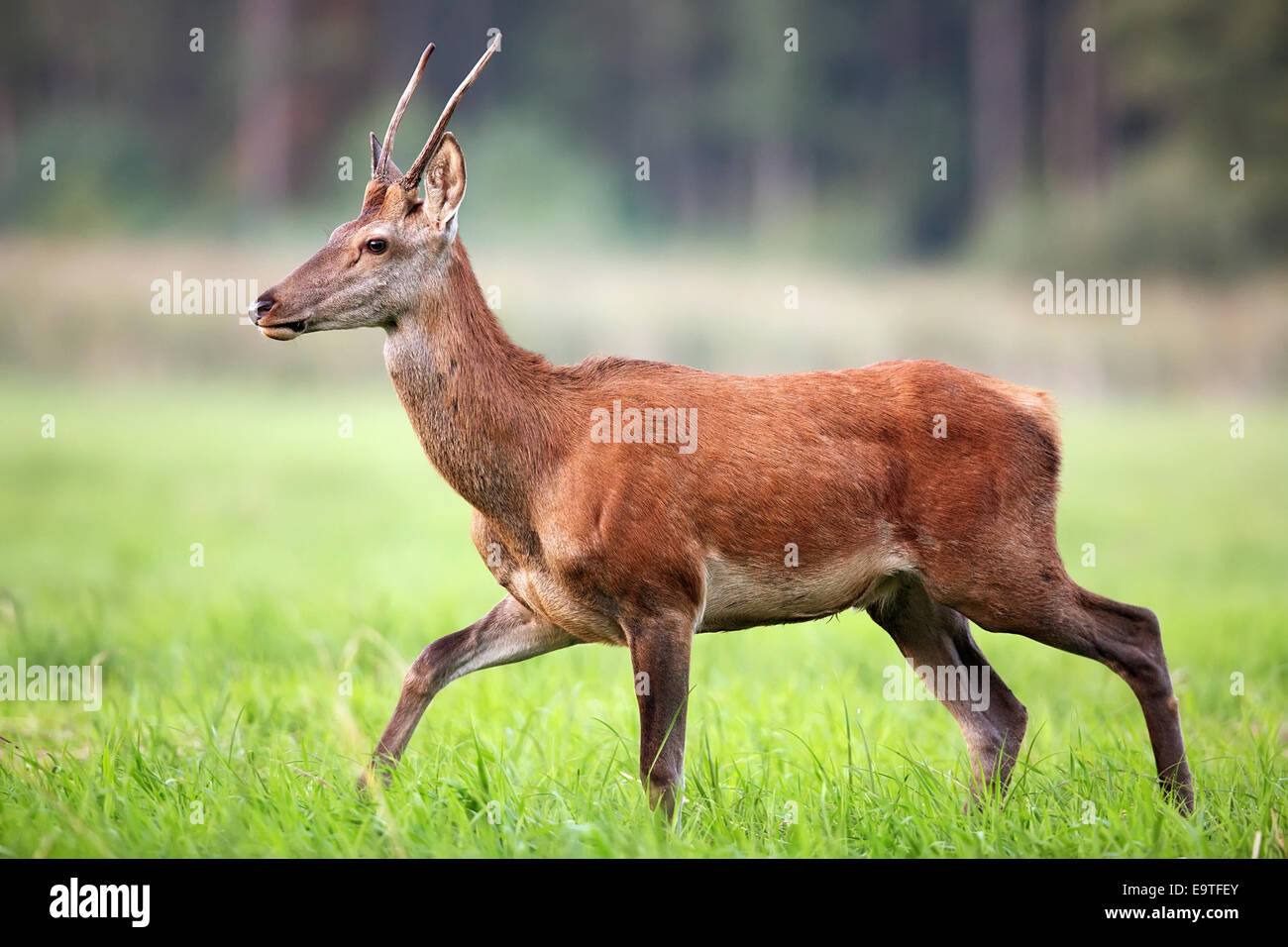 Red deer on the run in the wild Stock Photo