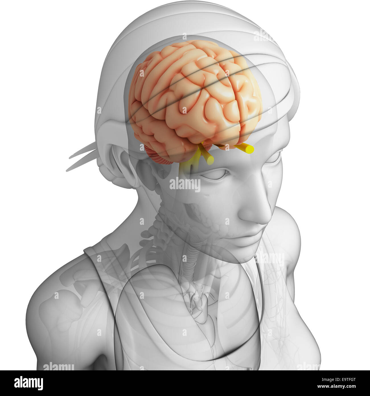 Illustration of human brain anatomy Stock Photo - Alamy