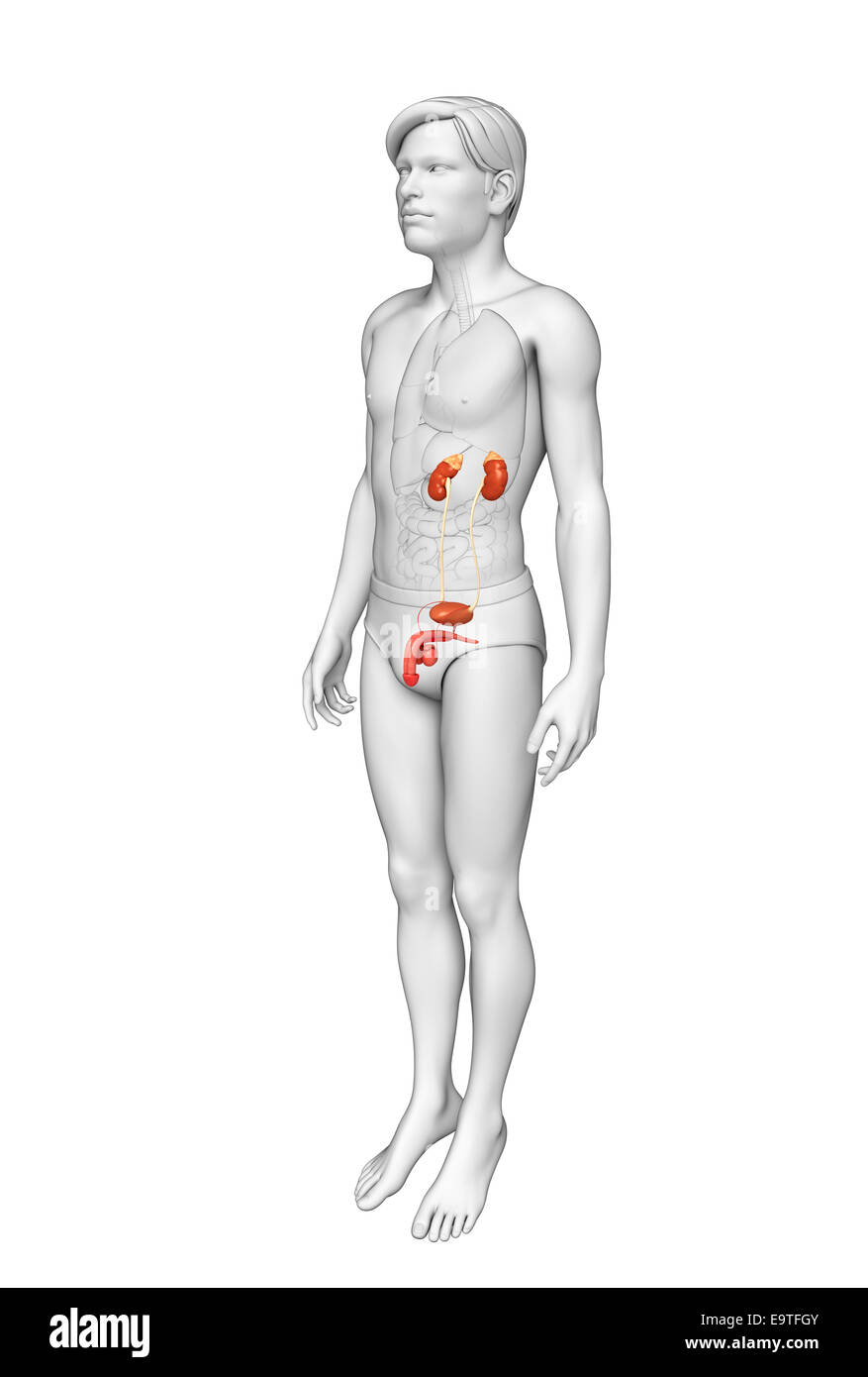 Illustration of Male urinary system Stock Photo - Alamy
