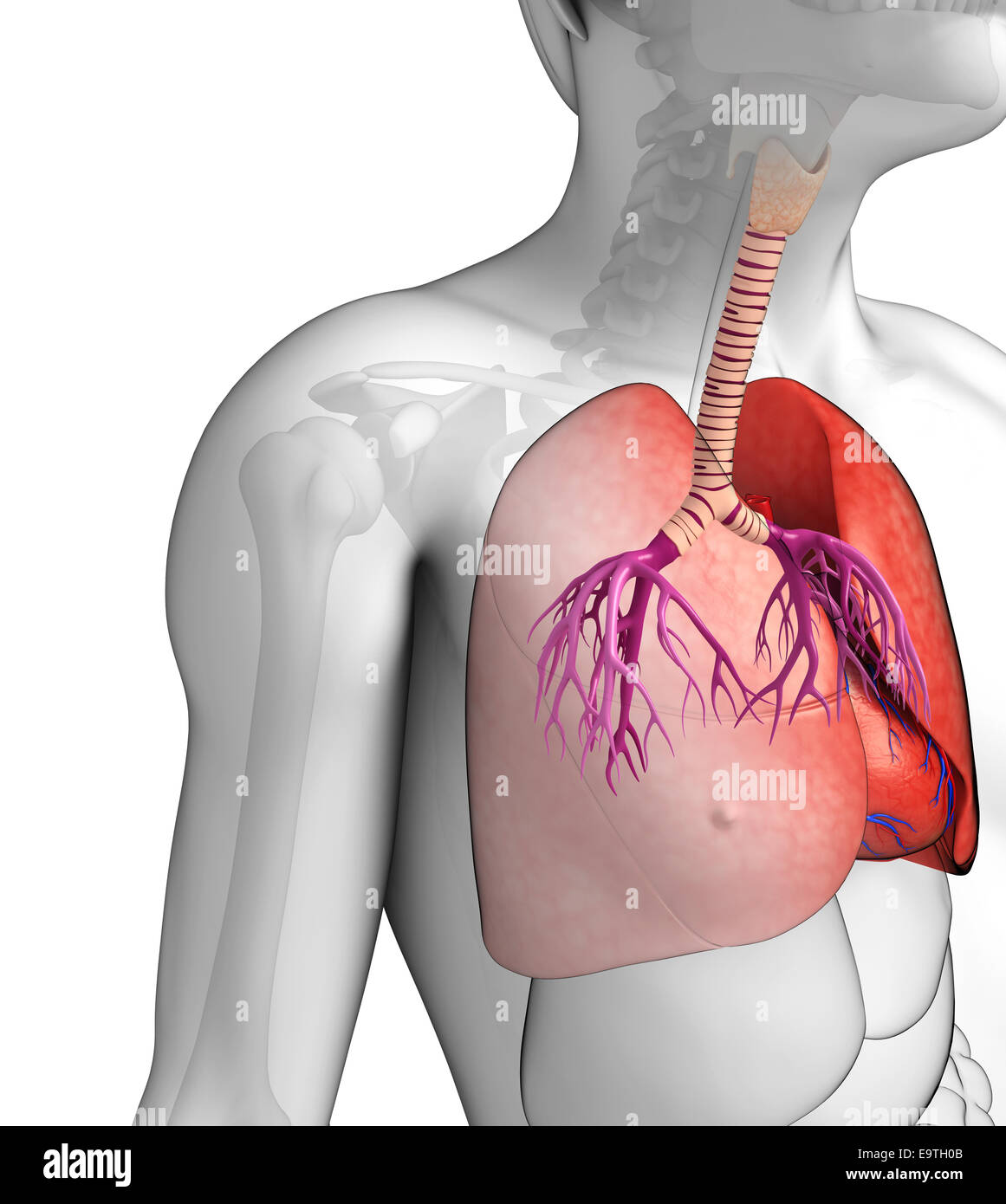 Illustration of male lungs anatomy Stock Photo - Alamy