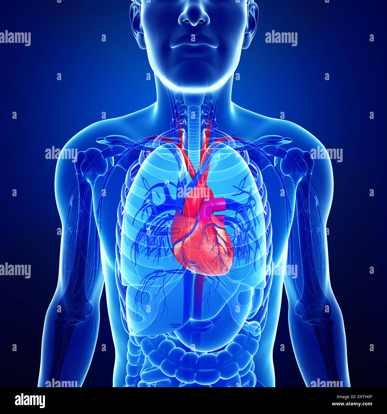 Illustration of Male heart anatomy Stock Photo - Alamy