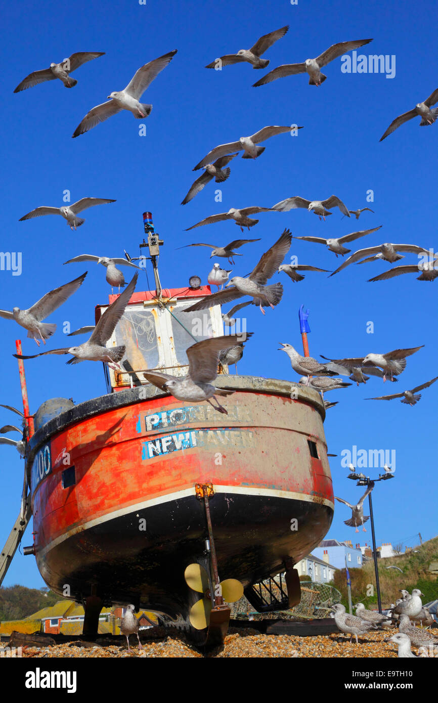 Seagulls over Hastings fishing boat on the Old Town Stade beach, East Sussex, England, UK, GB Stock Photo