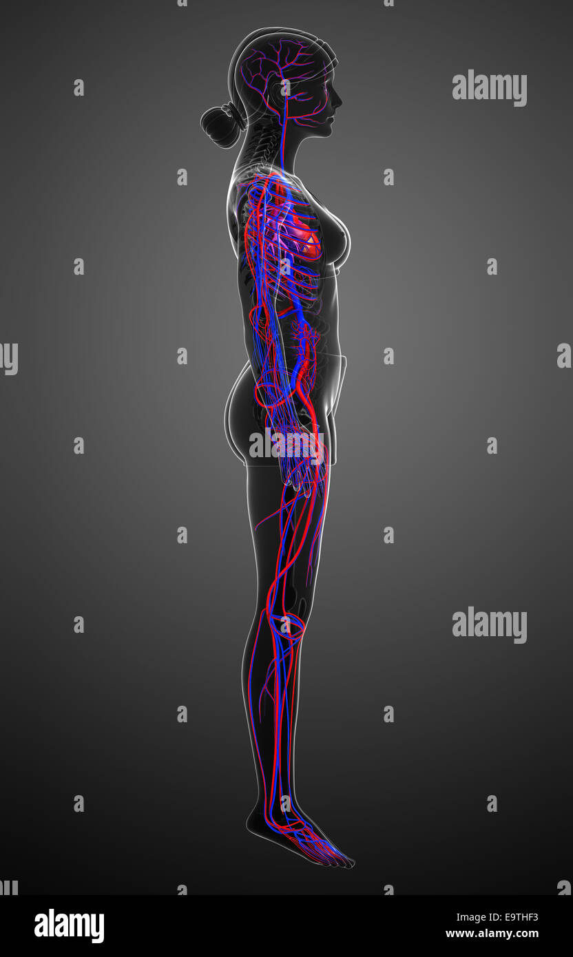 Female Circulatory System High Resolution Stock Photography and Images