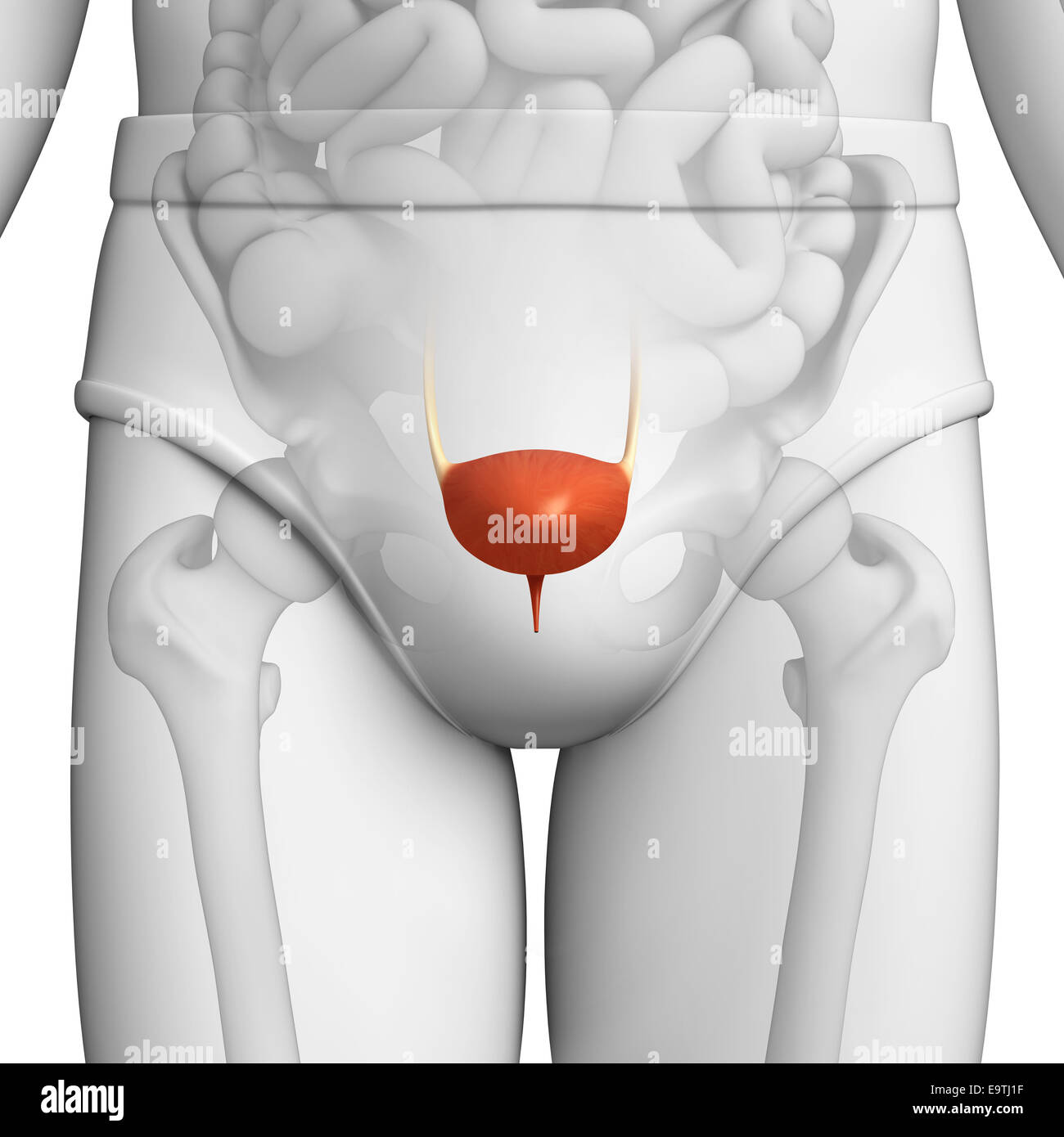 illustration of male urinary system Stock Photo - Alamy