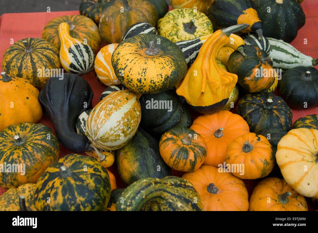 Ornamental pumpkins on Ethno Fair placed on the table as exhibits. Stock Photo