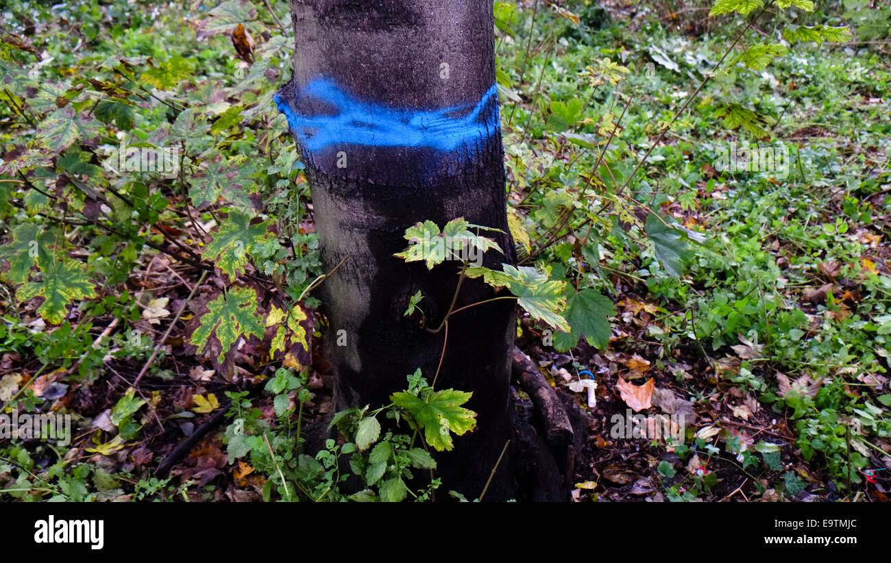 Tree marked for cutting down Stock Photo
