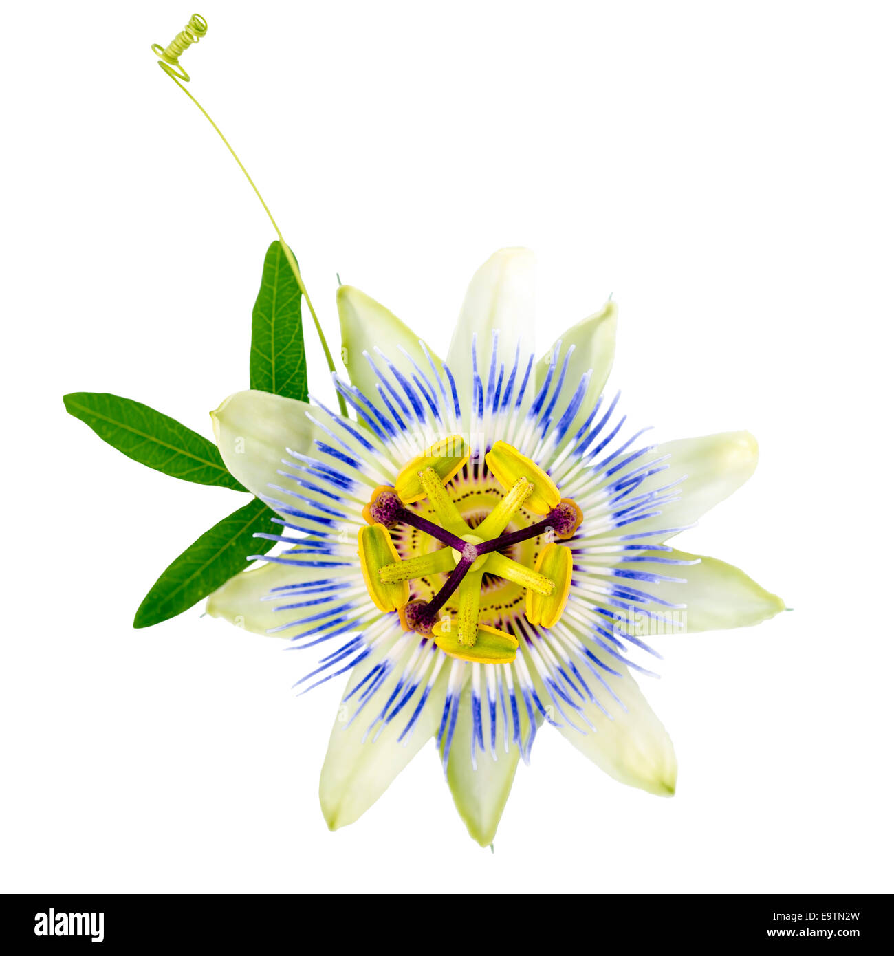 beautiful closeup of green passionflower branch and flower head is isolated on white background Stock Photo