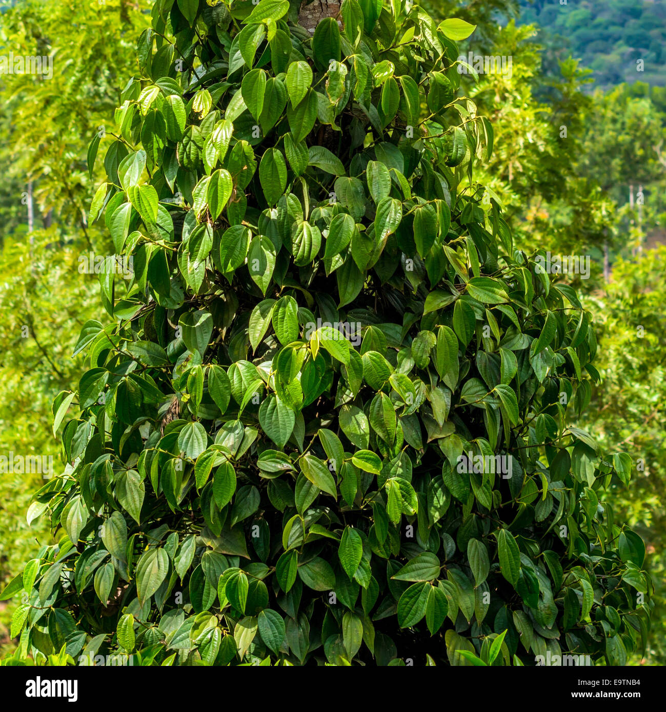 closeup of fresh green leaves pepper (Piper Nigrum)  in India, Kerala Stock Photo