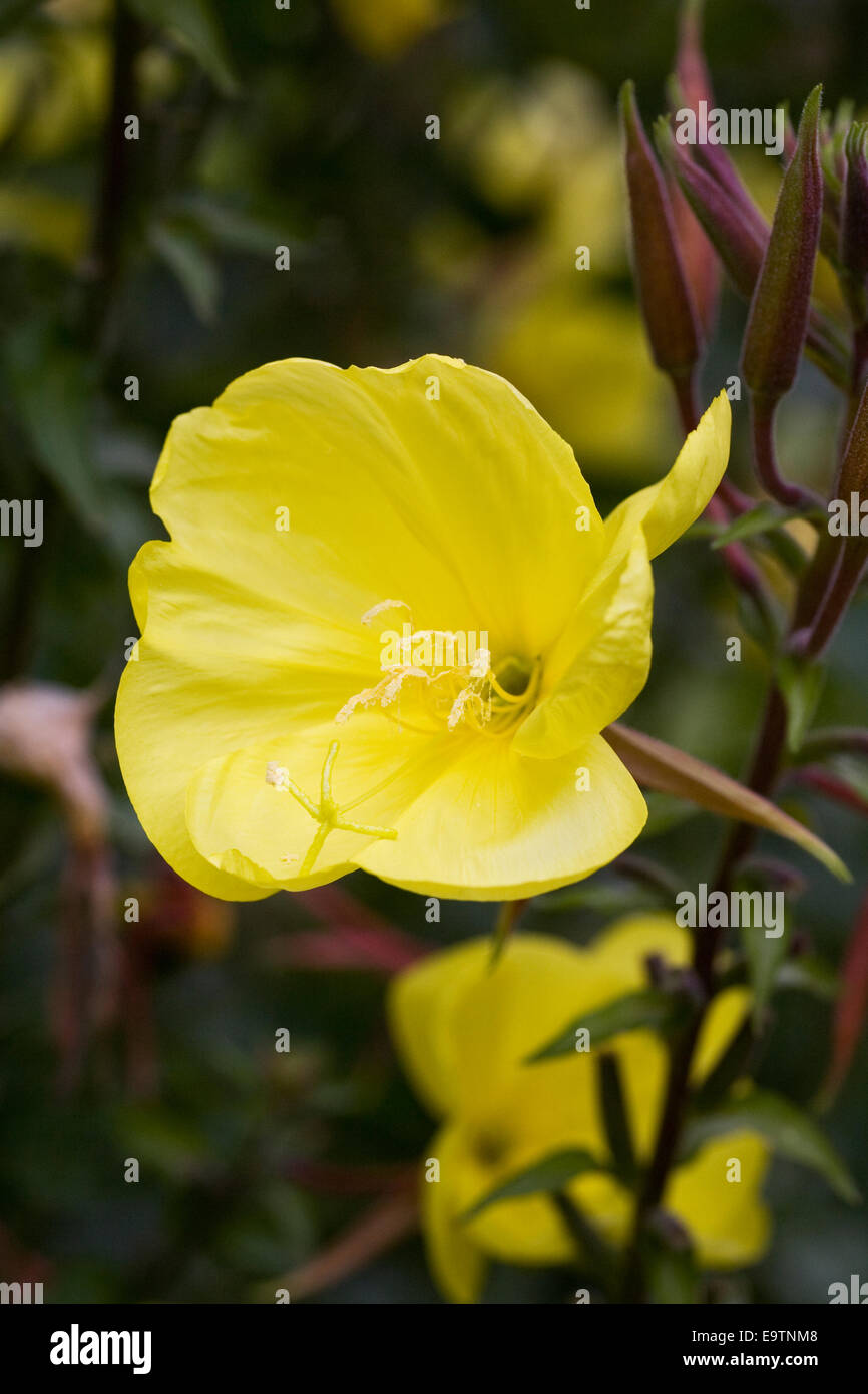 Oenothera in the garden. Evening primrose flower. Stock Photo
