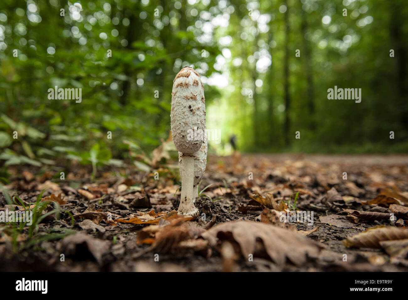 Wild mushrooms growing in woodland habitat in the UK Stock Photo