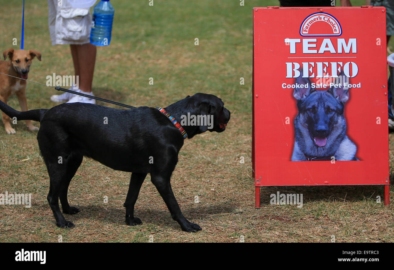 Nairobi, Kenya. 2nd Nov, 2014. A dog is attracted by the pet foods at