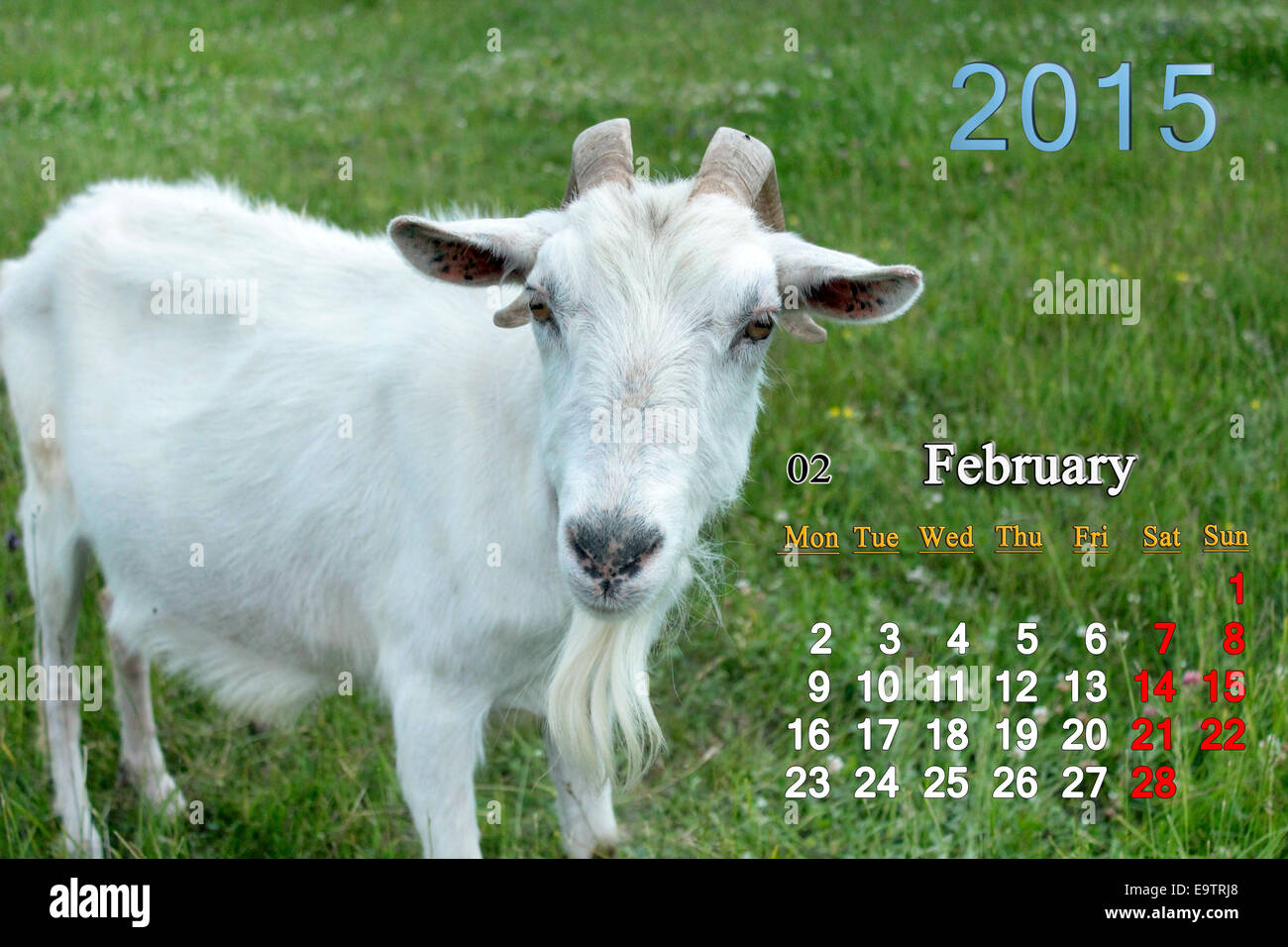 beautiful calendar for February of 2015 year with white goat Stock Photo