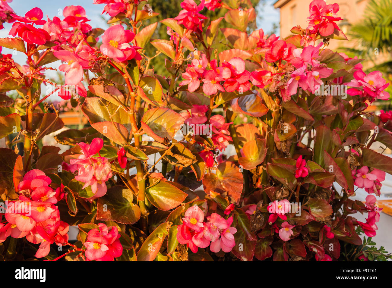 Bush of begonia flowers, succulent plant with green and brown tender leaves, brtanches and trunk Stock Photo